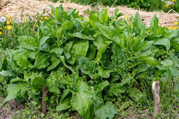 Pousses d'&eacute;pinard