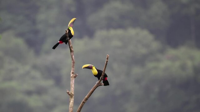 Goldkehltukan, Ramphastos sulfuratus