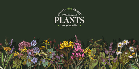 Medicinal plants vector seamless border © Marina Gorskaya