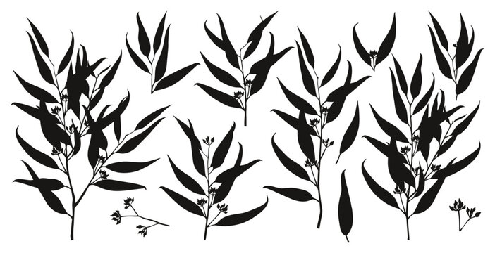 Eucalyptus branches silhouettes collection vector