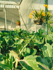 Closeup of Green Lettuce inside the house eco farm in the morning.