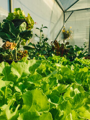 Closeup of Green Lettuce inside the house eco farm in the morning.