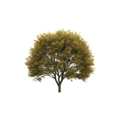 Lush green tree standing alone