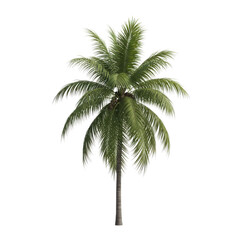Isolated tropical palm tree with lush green leaves