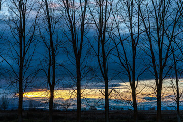 Sunset landscape with poplars backlit and sky with clouds in shades of blue and orange.