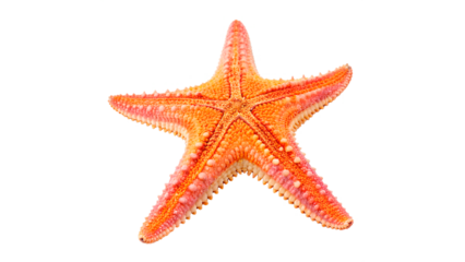 Colorful starfish resting isolated on transparent background cut out
