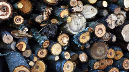 Firewood closeup. Preparing firewood for the winter, preparing for the heating season. tree trunks in nature. many cut tree trunks. Natural background. felling of trees, cutting of trees, stacked logs