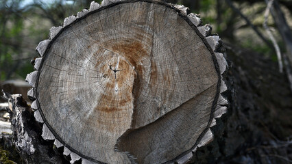 Wooden texture old boards. vertical, vintage boards. Stylish background for presentations and text. Abstract texture of old boards. the wood is destroyed. wood texture. knots, imperfect surface