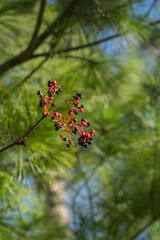 Custer of small red berries hangs from thin branch Prickly ash (Zanthoxylum americanum), or northern prickly-ash, suterberry, Sichuan pepper, with some berries dried and shriveled.