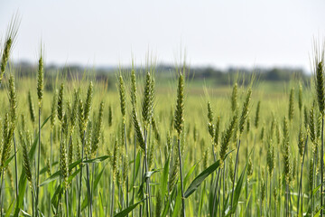 Obraz premium spikelets close-up. Fresh green young unripe juicy spikelets of wheat on a blurred background green field. Oats, rye, barley. harvest in spring or summer. farmland, agribusiness, agriculture