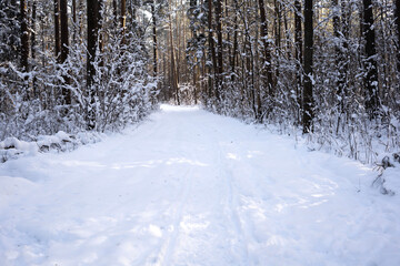 Sunlight shining through winter pine forest with snow-covered ground
