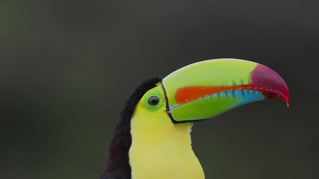Fischertukan, Keel-billed toucan, Ramphastos sulfuratus

