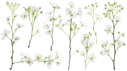 Set of delicate twig flowers with green stems on a white background isolated