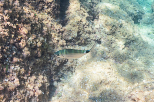 Saddled Seabream Fish Oblada Melanura Swimming Underwater in the Clear Blue Mediterranean Sea Near the Coastal Reef Rocks in Summer