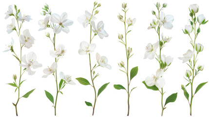 Set of delicate twig flowers with green stems on a white background isolated