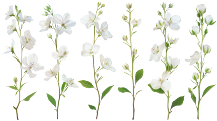 Set of delicate twig flowers with green stems on a white background isolated