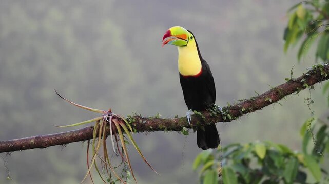 Fischertukan, Keel-billed toucan, Ramphastos sulfuratus
