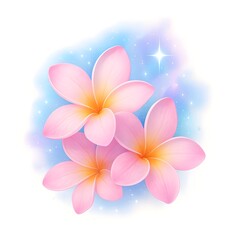 Exotic pink and yellow plumeria frangipani blossoms isolated on white and blue backgrounds for tropical spa nature and beauty floral themes