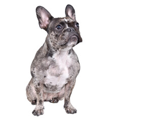 Curious French bulldog sitting isolated on white background looking up