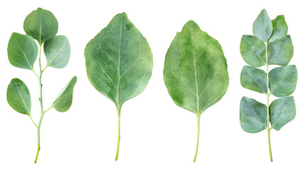 Set of eucalyptus green leaves watercolor isolated on white background