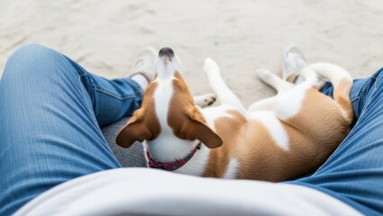 Person Relaxing with Beagle Dog on Beach.