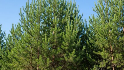 Pine Tree Branches Against Clear Blue Sky.