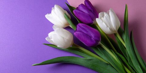 Fototapeta premium Vibrant purple and white tulips on dual-toned background