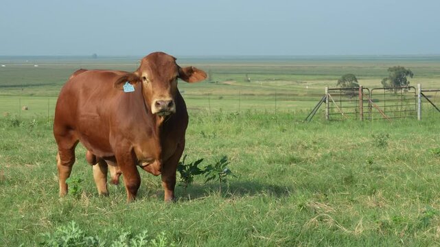 Droughtmaster Cows and Bulls Grazing Calmly in Grassland, Resilient Beef Cattle in Natural Farm Environmen