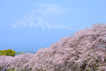 Fuji mountain and cherry blossom tree blooming by a urui river in spring in Shizuoka  area of ​​Japan.