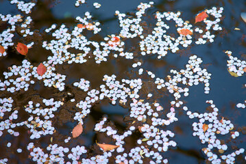 Cherry blossom petals fall and float on the water's surface.