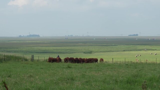 Droughtmaster Cows and Bulls Grazing Calmly in Grassland, Resilient Beef Cattle in Natural Farm Environmen