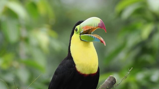 Fischertukan, Keel-billed toucan, Ramphastos sulfuratus
