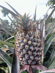 Fototapeta premium pineapples growing in a field. The fruits are still attached to their parent plants, which feature long, sharp, sword-like green leaves.