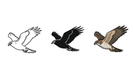 Obraz premium Set of three illustrations of a bird of prey in flight outline, silhouette and full color realistic style