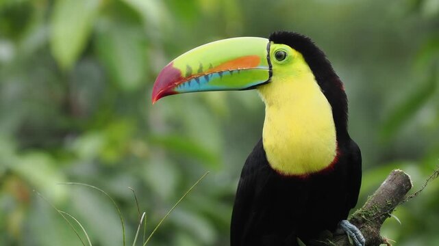 Fischertukan, Keel-billed toucan, Ramphastos sulfuratus
