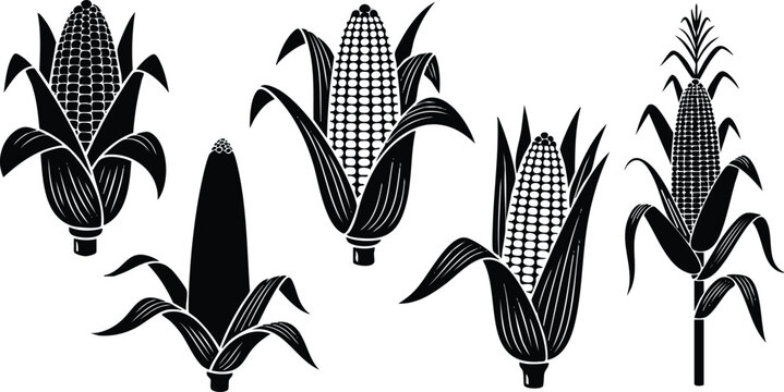 Black silhouette vector art showing five different corn cobs with husks in various views including close up front and side angles against white background