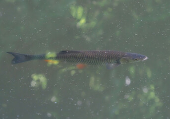 European chub fish in the water, Squalius cephalus