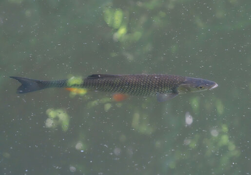 European chub fish in the water, Squalius cephalus