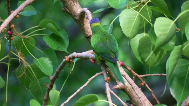 A wild rainbow lorikeet (Trichoglossus moluccanus) walking along the tree branch amidst the lush greenery, feeding on juicy fruits.