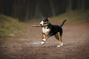 happy bull terrier dog running in the forest with a wooden stick