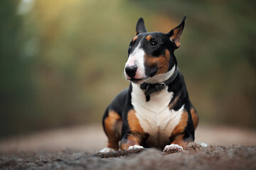 bull terrier dog lying outdoors in spring