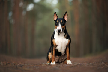 bull terrier dog sitting in the forest