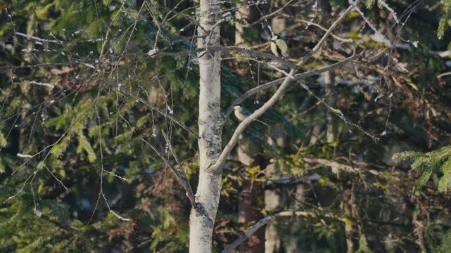 Blue tit framed by forest bokeh, captured in warm cinematic tones