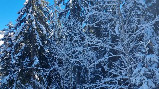 Passenger perspective from a ski lift in Lenk, Switzerland, rising over snow-blanketed forests, showcasing a serene alpine winter landscape and tranquil mountain scenery