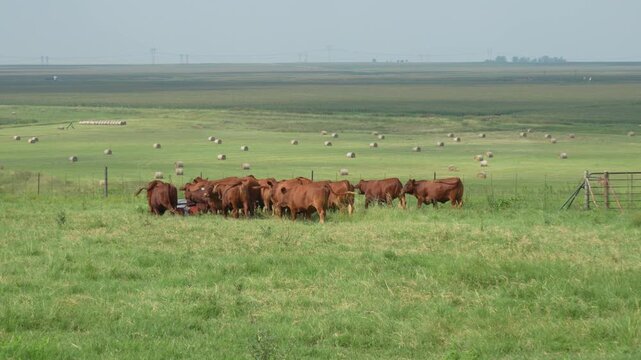 Droughtmaster Cows and Bulls Grazing Calmly in Grassland, Resilient Beef Cattle in Natural Farm Environmen