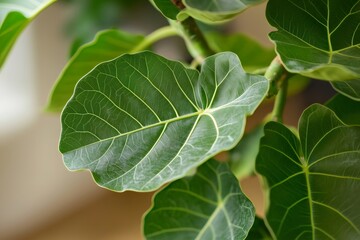 Vibrant green leaf from a tropical indoor plant displaying intricate vein structure and natural texture, symbolizing growth and botany