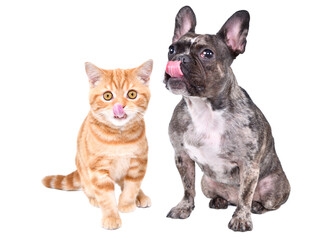Cute Scottish Straight kitten and French Bulldog licking their lips sitting isolated on white background
