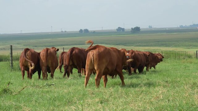 Droughtmaster Cows and Bulls Grazing Calmly in Grassland, Resilient Beef Cattle in Natural Farm Environmen