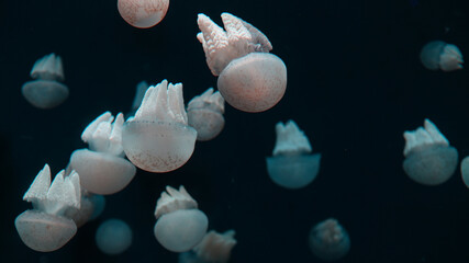 Small translucent jellyfish floating gracefully in dark blue ocean water, creating a calm and...