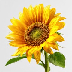 Obraz premium Bright Sunflower Blossom on Stem
